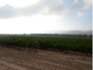 Terreno rustico en Partida de Alhorines, Villena (Alicante) 12