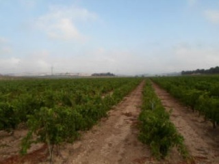 Terreno rustico en Partida de Alhorines, Villena (Alicante) 13