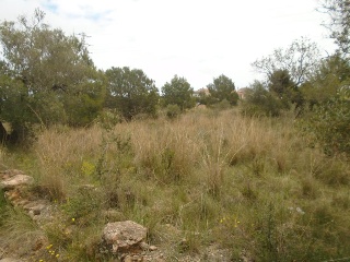 Suelo urbanizable no sectorizado en Paraje del Moro 21