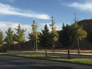 Camino Finca Bastana 4