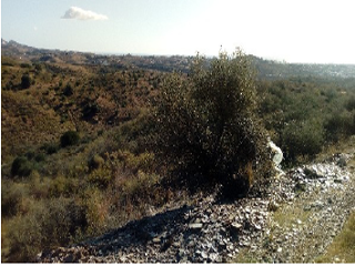 Suelo urbanizable delimitado en Pr. Lomas del Flamenco, Mijas (Málaga) 8