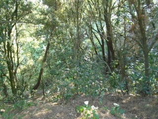 Solar en C/ Esparver 17