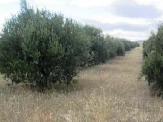Suelo rústico en Corella (Navarra) 6