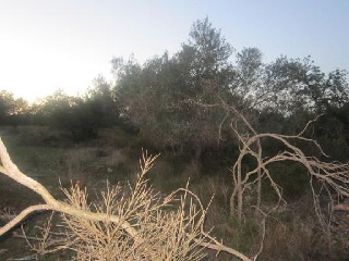 Suelo rústico en Ptda Puig, Pol 3 - Benicarló - Castellón 7