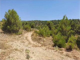 Suelo rústico en C/ Dehesa de Mojón Blanco - Almansa - Albacete 2