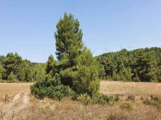 Suelo rústico en C/ Dehesa de Mojón Blanco - Almansa - Albacete 2