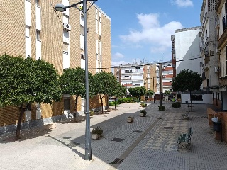 Rosa 12
