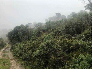 Finca rústica con edificación en Alforja - Tarragona - 6