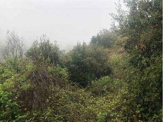 Finca rústica con edificación en Alforja - Tarragona - 9