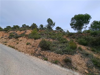 Anton 8