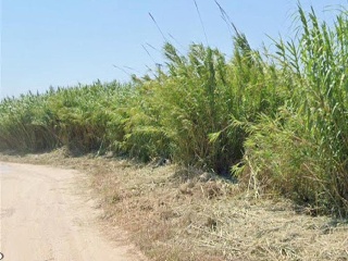 Polígono 19 9