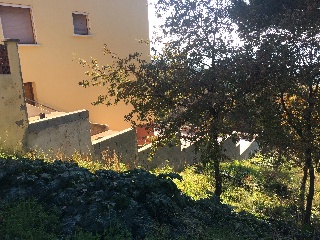 Dalia 8