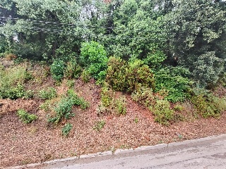 Serra De Sant Feliu 6