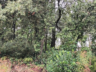 Serra De Sant Feliu 7