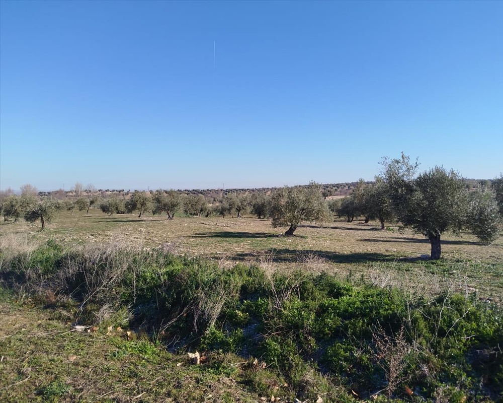 DE LA ERMITA DE SAN BLAS