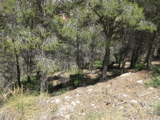 PRINCIPAL DE LA SIERRA 4