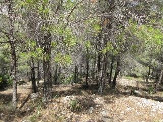 PRINCIPAL DE LA SIERRA 5