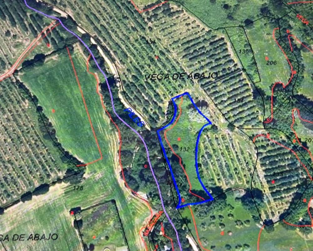Barniella-Granda.Polígono 99 Parcela