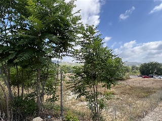 Alegría 19