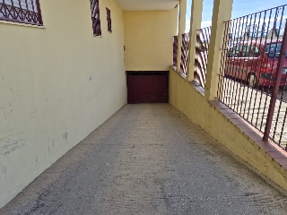 Ciruelo 6