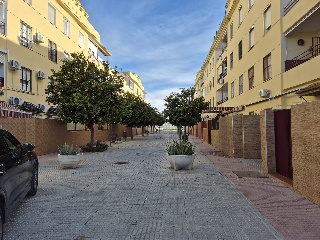 Ciruelo 7