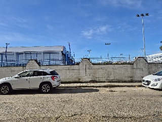 Ciruelo 8