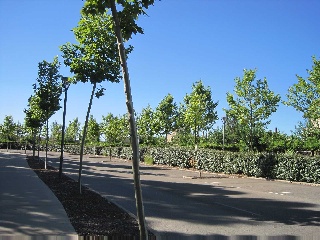 ISLA MARINA 6