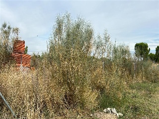 Cubera 4