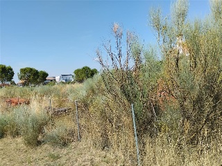 Cubera 13