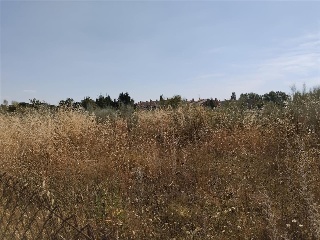 Cubera 15