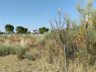 Cubera 16