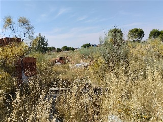Cubera 17
