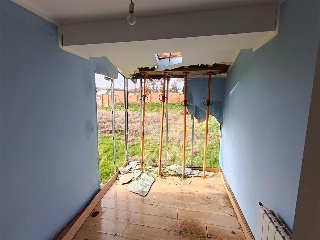 LABRADORES 8