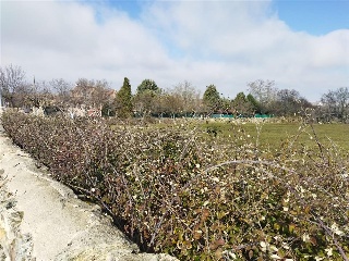 LAS ANGUSTIAS (PARCELA 12) 9