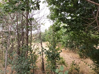 LAS ANGUSTIAS (PARCELA 12) 12