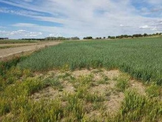 Suelo rústico en Pl Torre Vallasalero - Bocigas - Valladolid 6