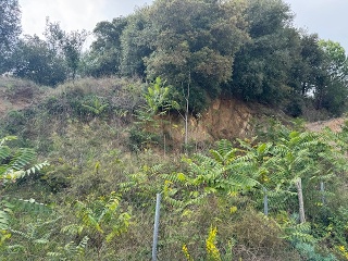 Antonio Torrent I Martori 18