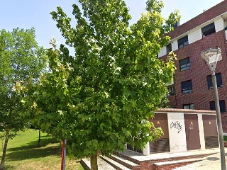 Requejada 5