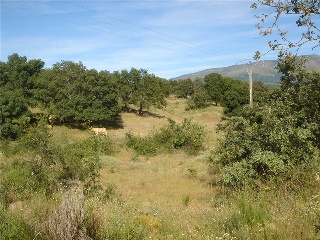 Finca Condesa 15