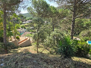 Senyera 6