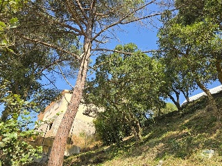 Senyera 8