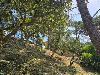 Senyera 9