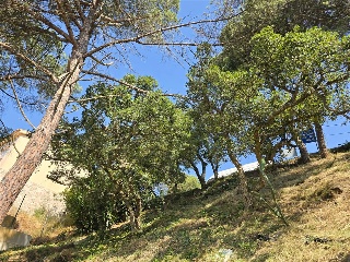 Senyera 13