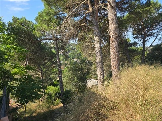 Senyera 17