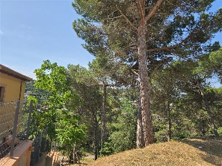 Senyera 20