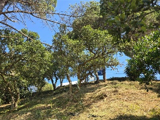 Senyera 21