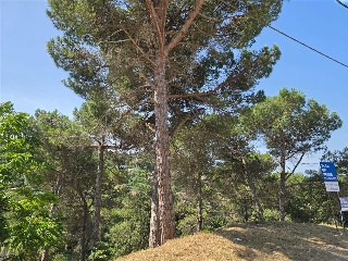 Senyera 22