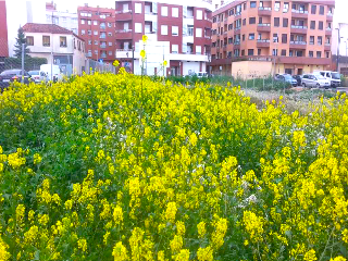 JACINTO BENAVENTE 16