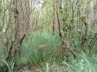 Camposa-Beco 8