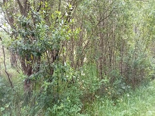 Camposa-Beco 12
